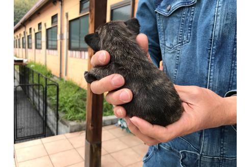 成約済の山口県のフレンチブルドッグ-132426の2枚目