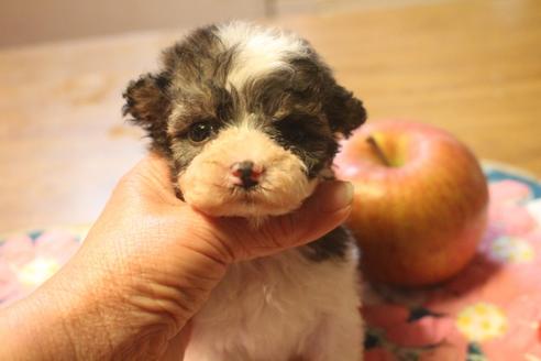 成約済の奈良県のトイプードル-132430の5枚目