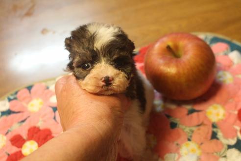 成約済の奈良県のトイプードル-132430の4枚目