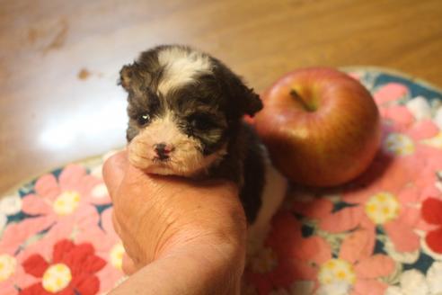 成約済の奈良県のトイプードル-132430の3枚目