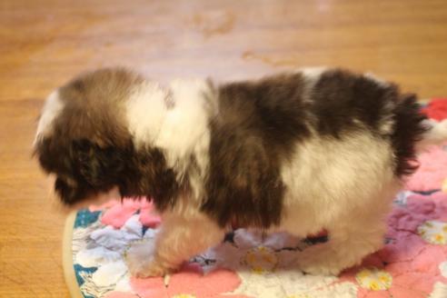 成約済の奈良県のトイプードル-132430の2枚目