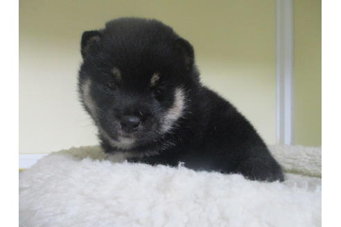 成約済の岡山県の豆柴-128717の3枚目