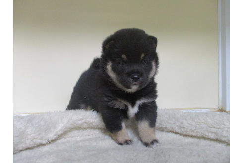 成約済の岡山県の豆柴-128717の1枚目