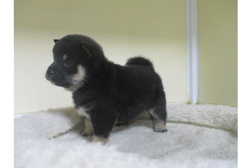 成約済の岡山県の豆柴-128717の2枚目