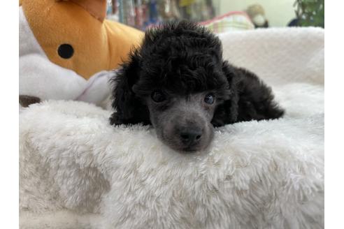 成約済の京都府のトイプードル-132449の2枚目