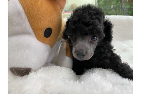 成約済の京都府のトイプードル-132449の3枚目