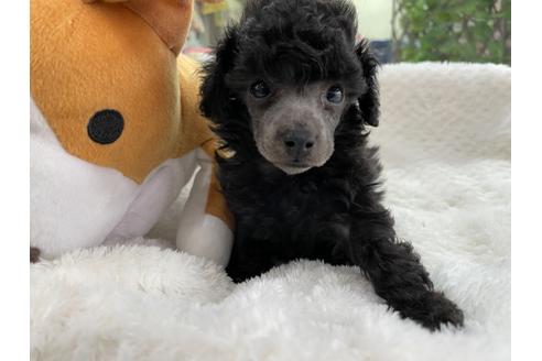 成約済の京都府のトイプードル-132449の4枚目