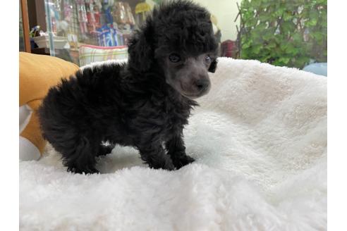 成約済の京都府のトイプードル-132449の6枚目