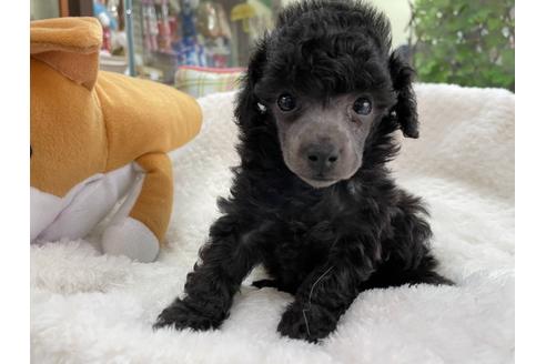 成約済の京都府のトイプードル-132449の1枚目