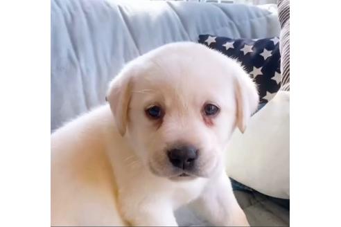 成約済の石川県のラブラドールレトリーバー-132438の2枚目