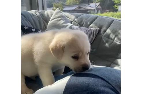 成約済の石川県のラブラドールレトリーバー-132442の2枚目