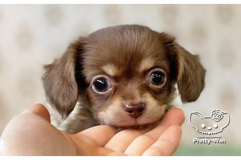 成約済の愛知県のチワックス:チワワ×ミニチュアダックスフンド-132452