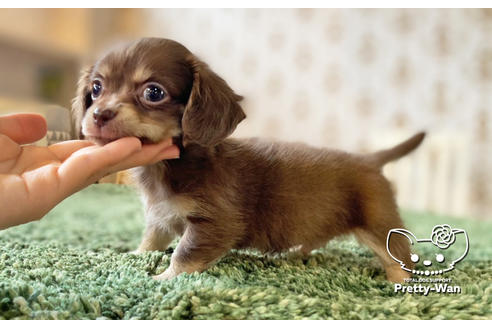 成約済の愛知県のチワックス:チワワ×ミニチュアダックスフンド-132452の6枚目
