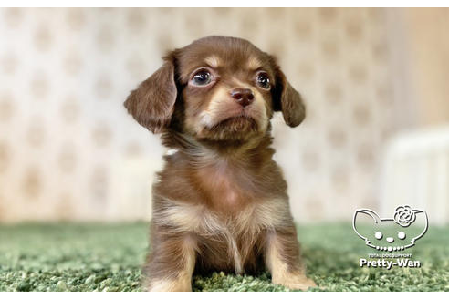 成約済の愛知県のチワックス:チワワ×ミニチュアダックスフンド-132452の2枚目