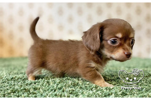 愛知県のチワックス 男の子 21 03 16生まれ チワワ寄りのお顔立ちでお鼻はとても短めです 子犬id ブリーダーナビ