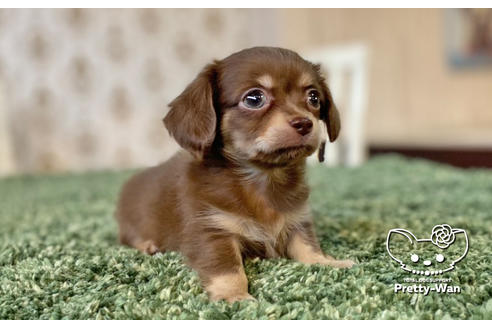 成約済の愛知県のチワックス:チワワ×ミニチュアダックスフンド-132452の4枚目