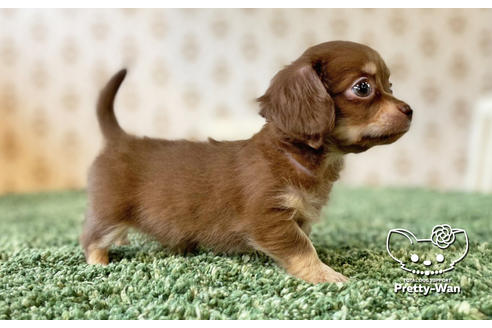 成約済の愛知県のチワックス:チワワ×ミニチュアダックスフンド-132452の5枚目