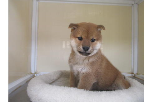 成約済の岡山県の柴犬-132456