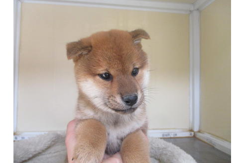 成約済の岡山県の柴犬-132456の4枚目