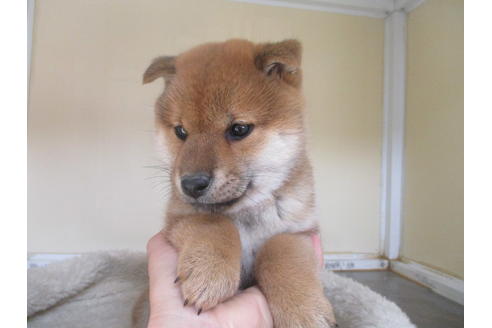 成約済の岡山県の柴犬-132456の3枚目