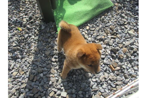成約済の岡山県の柴犬-132456の2枚目