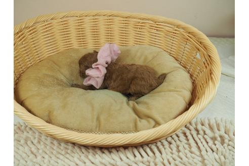 成約済の埼玉県のタイニープードル-132457の3枚目