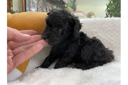 成約済の京都府のトイプードル-132466の2枚目