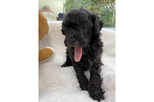 成約済の京都府のトイプードル-132466の3枚目