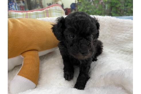 成約済の京都府のトイプードル-132466の4枚目