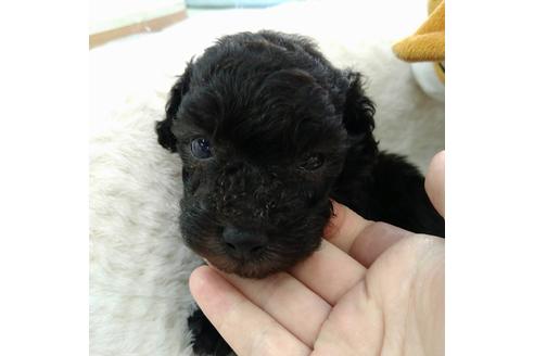 成約済の京都府のトイプードル-132466の1枚目