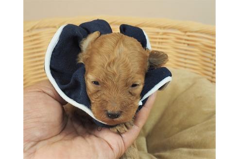 成約済の埼玉県のタイニープードル-132460の1枚目