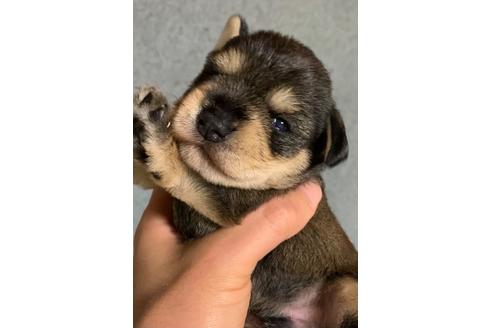 成約済の三重県のミニチュアシュナウザー-132082の10枚目