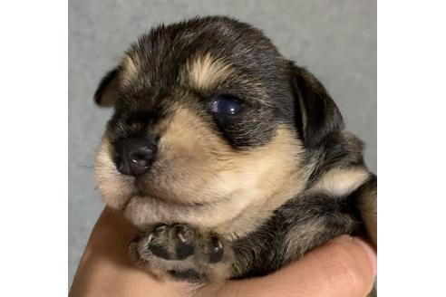 成約済の三重県のミニチュアシュナウザー-132082の5枚目