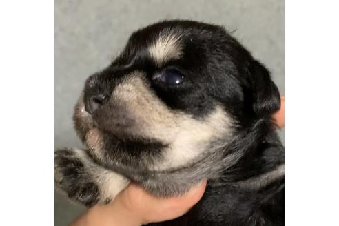 成約済の三重県のミニチュアシュナウザー-132083の22枚目