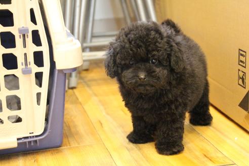 成約済の愛知県のトイプードル-126393の5枚目