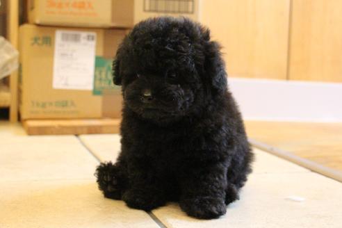 成約済の愛知県のトイプードル-126393の4枚目