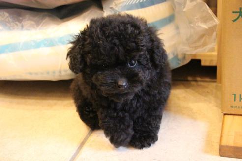 成約済の愛知県のトイプードル-126393の3枚目