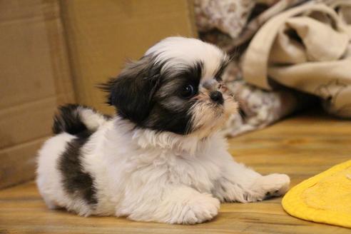 成約済の愛知県のシーズー-126880の3枚目