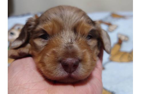 成約済の福岡県のミニチュアダックスフンド(ロングヘアード)-132495の6枚目