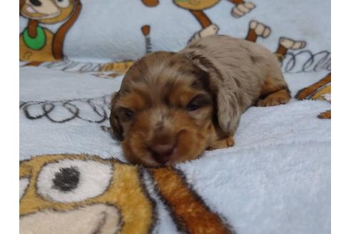 成約済の福岡県のミニチュアダックスフンド(ロングヘアード)-132495の7枚目