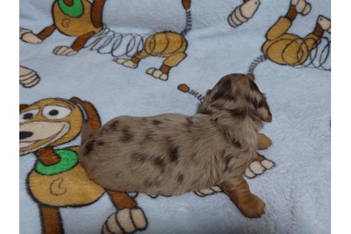 成約済の福岡県のミニチュアダックスフンド(ロングヘアード)-132495の8枚目