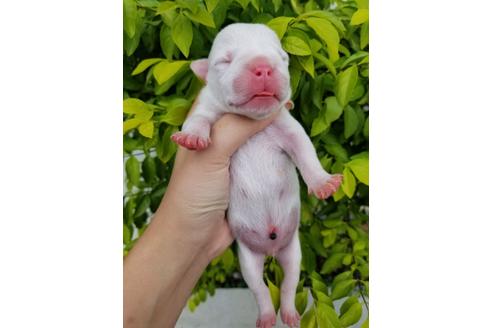 成約済の沖縄県のミックス犬-132515の28枚目