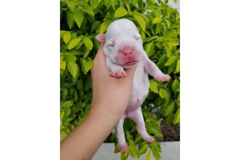成約済の沖縄県のミックス犬-132515の27枚目
