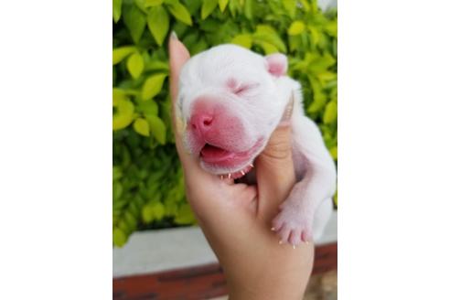成約済の沖縄県のミックス犬-132520の23枚目