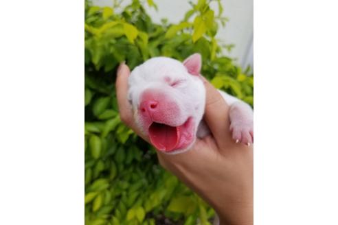 成約済の沖縄県のミックス犬-132520の22枚目