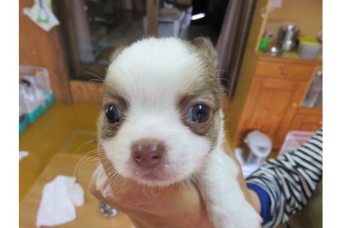 成約済の福岡県のチワワ(ロングコート)-132537の5枚目