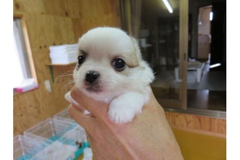 成約済の福岡県のチワワ(ロングコート)-132541の1枚目