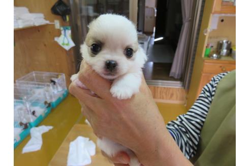 成約済の福岡県のチワワ(ロングコート)-132541の4枚目