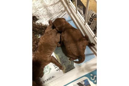 成約済の愛知県のトイプードル-132547の8枚目