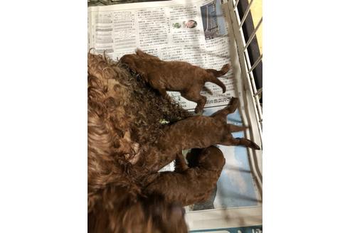成約済の愛知県のトイプードル-132547の9枚目